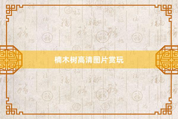 楠木树高清图片赏玩