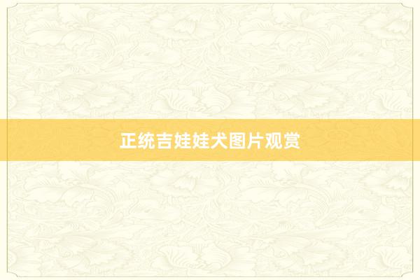 正统吉娃娃犬图片观赏